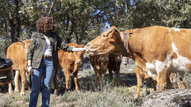 Isabel Díaz Ayuso con una vaca en La Cabrera.