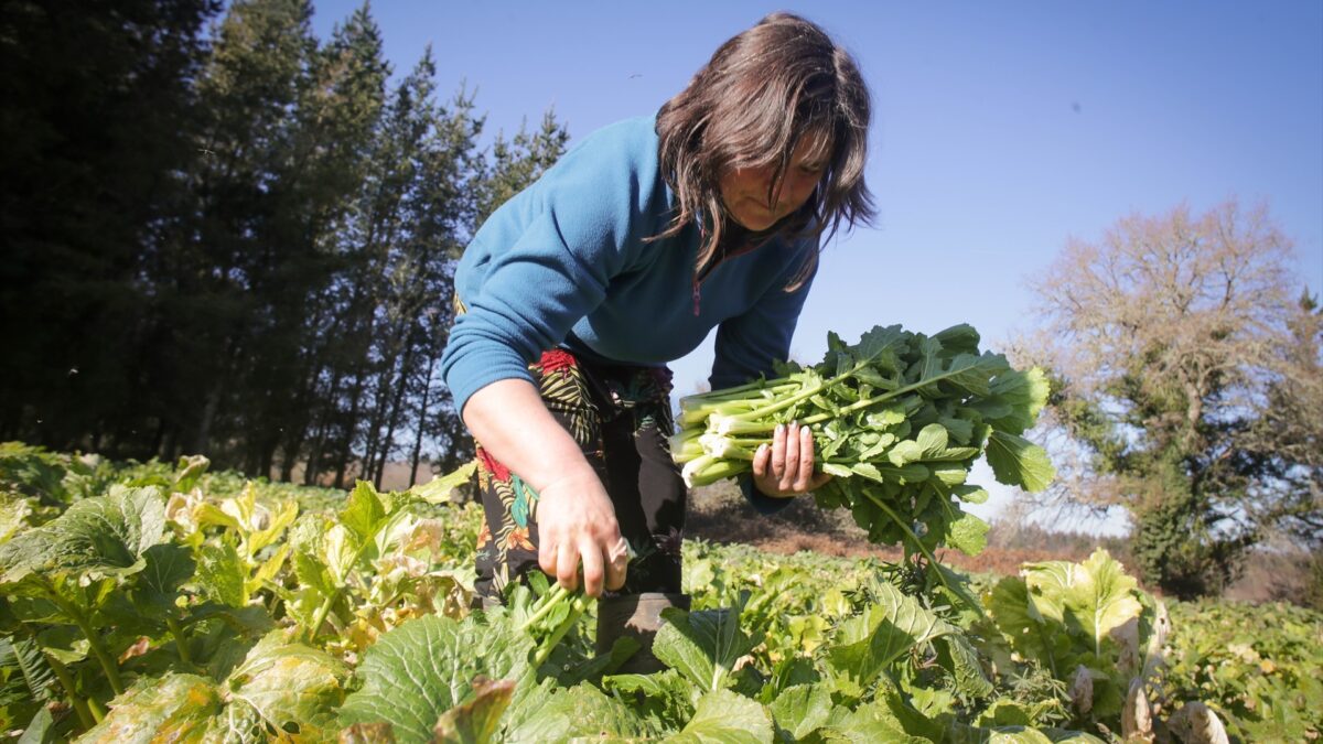 Una mujer recoge grelos durante la temporada final de la recolecta en una huerta de Lugo.