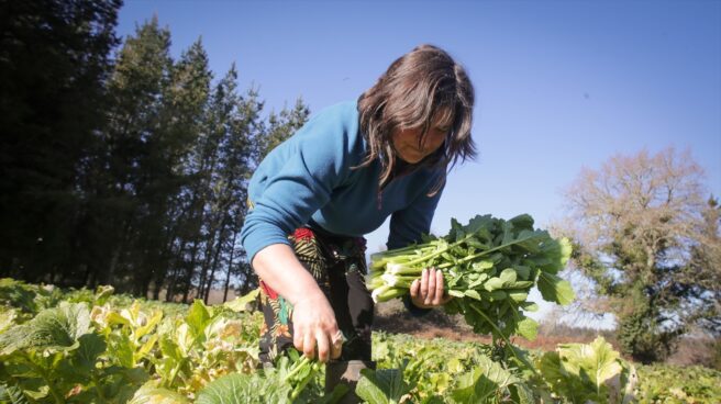 Contratos ultracortos afiliación diaria Una mujer recoge grelos durante la temporada final de la recolecta en una huerta de Lugo.
