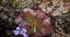 Descubren dos nuevas especies de plantas carnívoras en los Andes de Ecuador