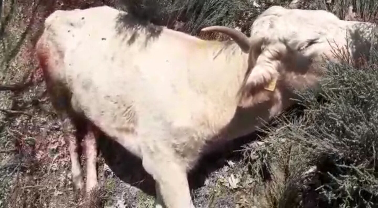 Una vaca agoniza después de haber sido atacada viva por los buitres, en Fuenteguinaldo (Salamanca)