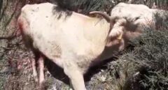 Los buitres devoran animales vivos en Salamanca: "No hay protocolo y la Junta no nos escucha"