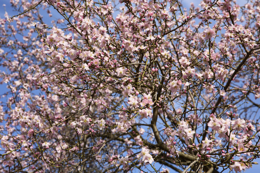 Cerezos en flor en cuando empieza la primavera 2023