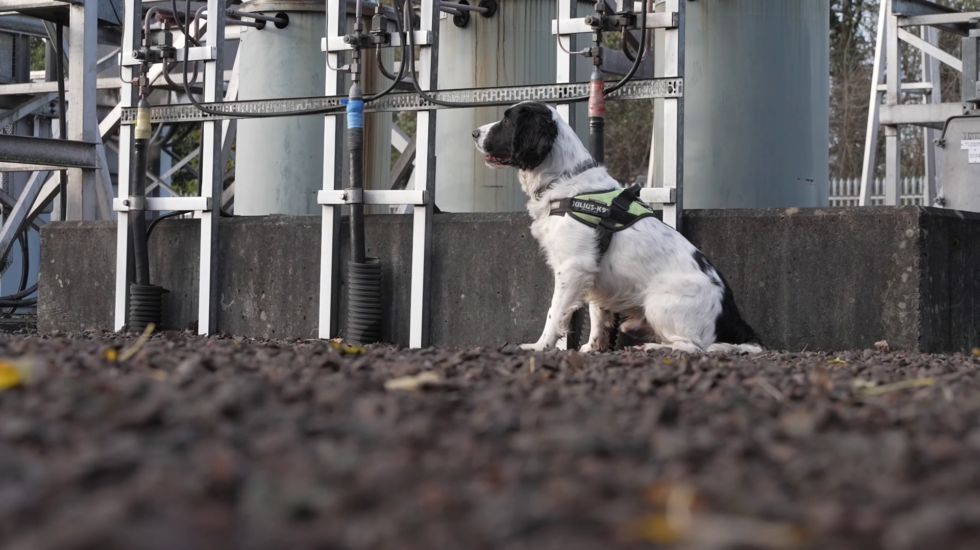 Jack, el perro de Iberdrola para descubrir averías