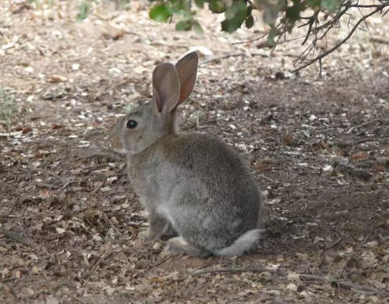 La amenaza del conejo de 'Jurassic Park' se extiende por España: "Ya ha afectado a la salud humana y animal"