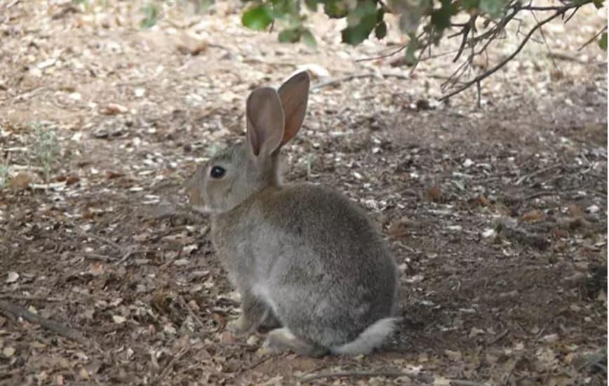 Imagen de archivo de un conejo