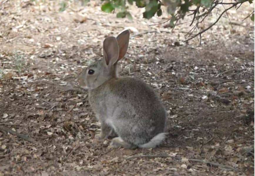 Imagen de archivo de un conejo