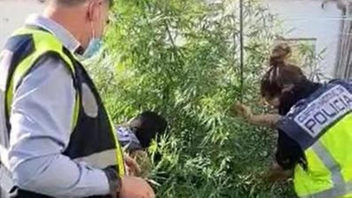 La Policía interviene una plantación de marihuana