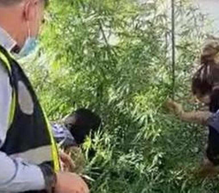 La Policía desarticula  'Telecoca', la banda criminal que vendía droga en patinetes y bicicletas