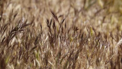 El cambio climático pone en jaque a la economía española