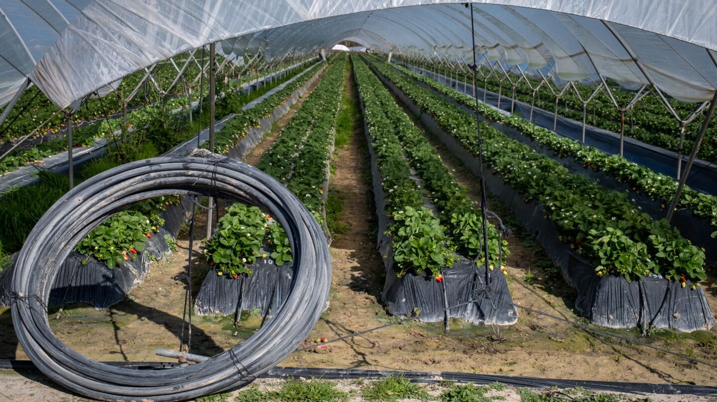 GRAFAND243. LUCENA DEL PUERTO (HUELVA), 12/04/2023.-Finca del cultivo de fresas ubicada en la zona de regadío al norte de la Corona Forestal de Doñana, en el término municipal de Lucena del Puerto (Huelva). El pleno del Parlamento andaluz debate este miércoles una proposición de ley del PP y Vox para reordenar los regadíos de la Corona Norte de Doñana, una iniciativa rechazada por ecologistas y científicos y que ha provocado que la Comisión Europea amenace con sanciones económicas a España si se aprueba. EFE/Julián Pérez