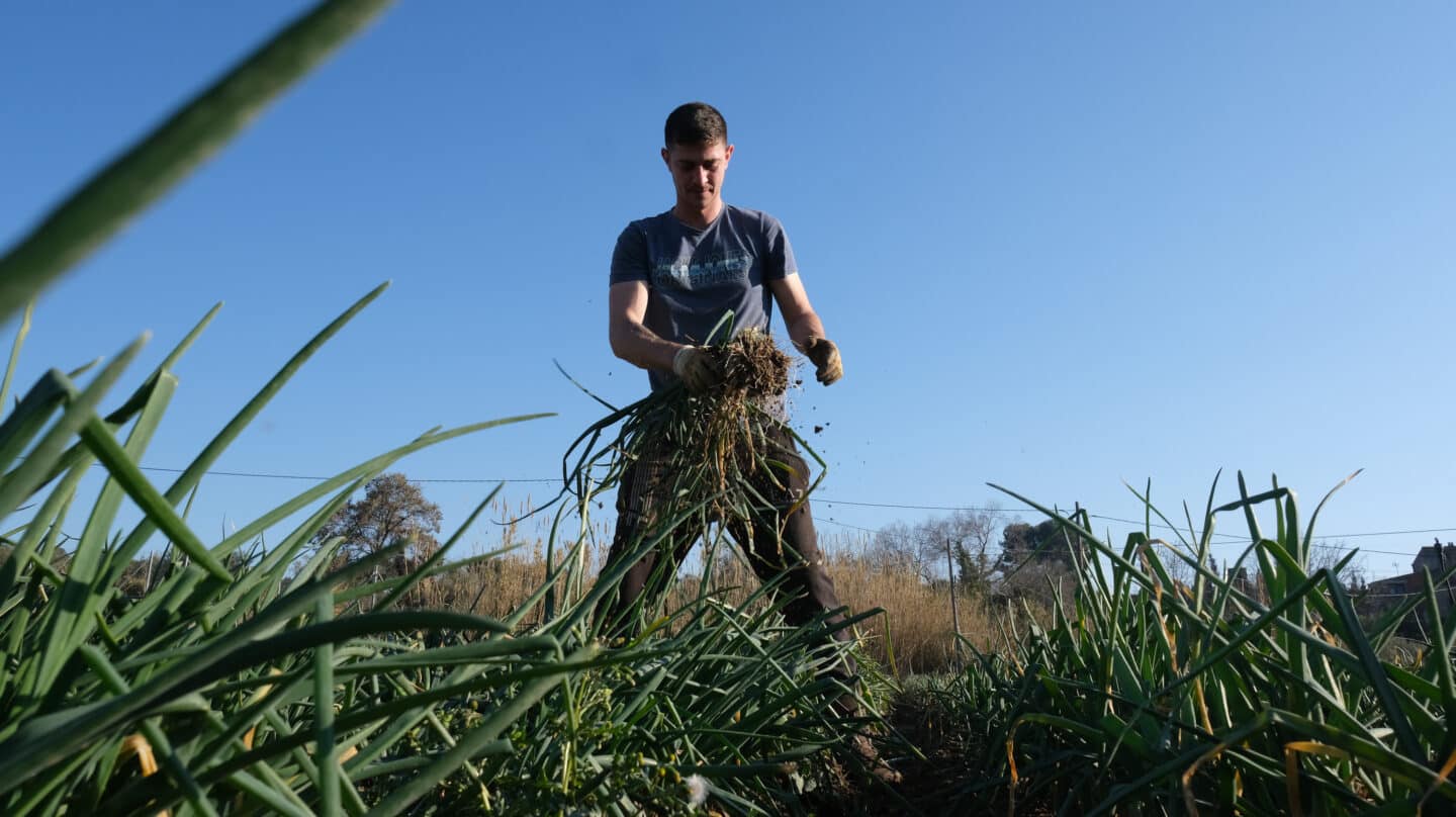 Un agricultor recolecta 'calçots’ en una plantación de Maspujols