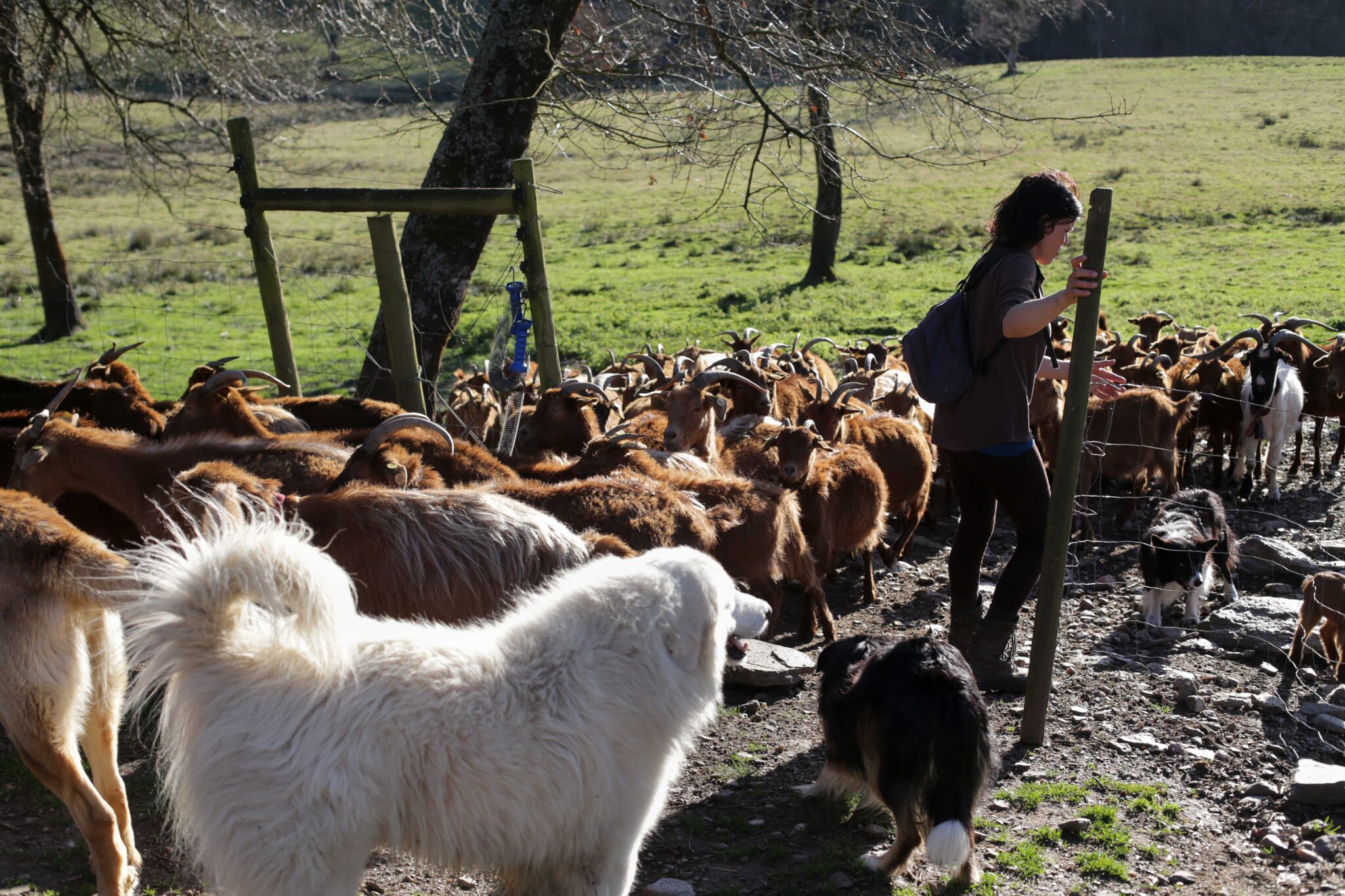 Una ganadera abre las puertas a su rebaño en Galicia