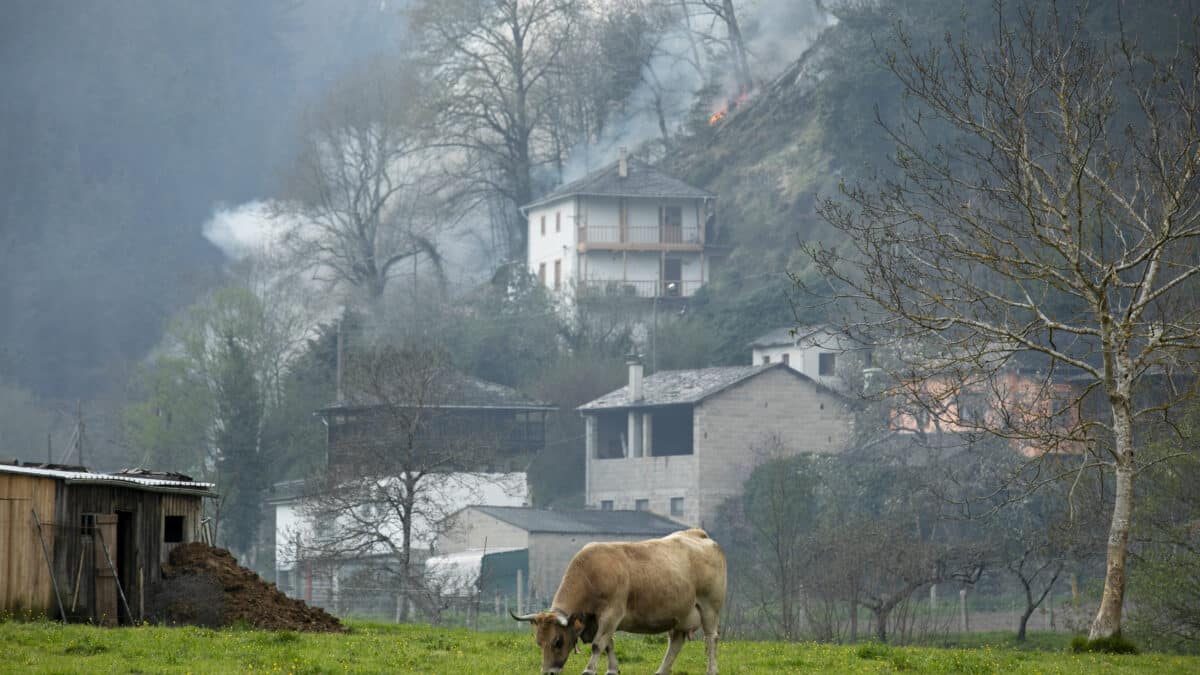 Incendio en el concejo de Tineo (Asturias).