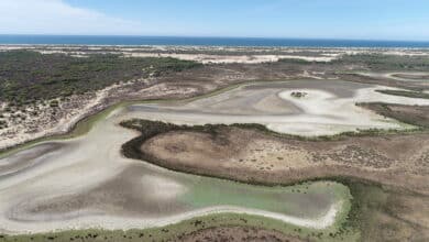 La guerra por la última gota de Doñana