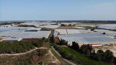 La legalización de cultivos en Doñana podría ser más del doble de la prevista por la Junta, según WWF
