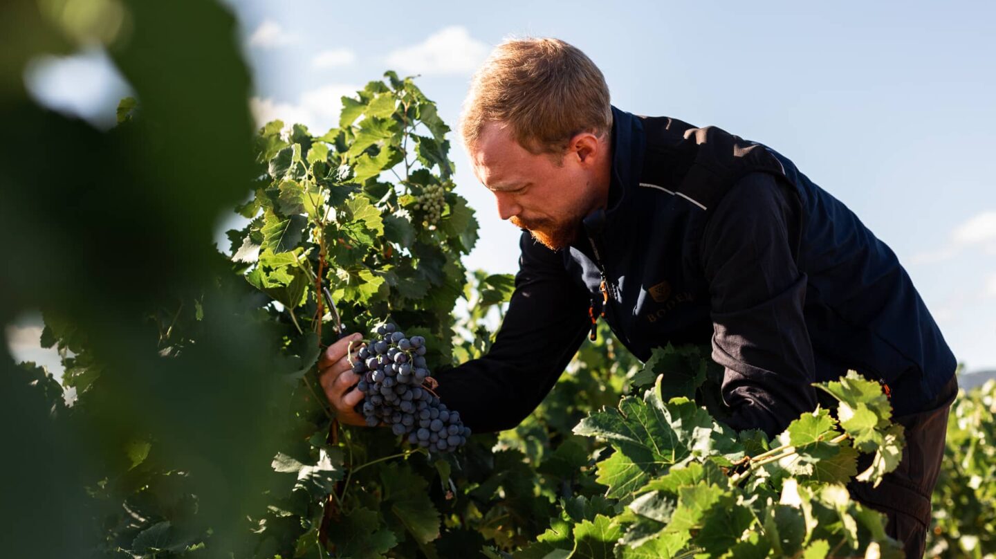 Luis Geirnaerdt, de origen holandés y técnico de campo de una de las bodegas en Cariñena.