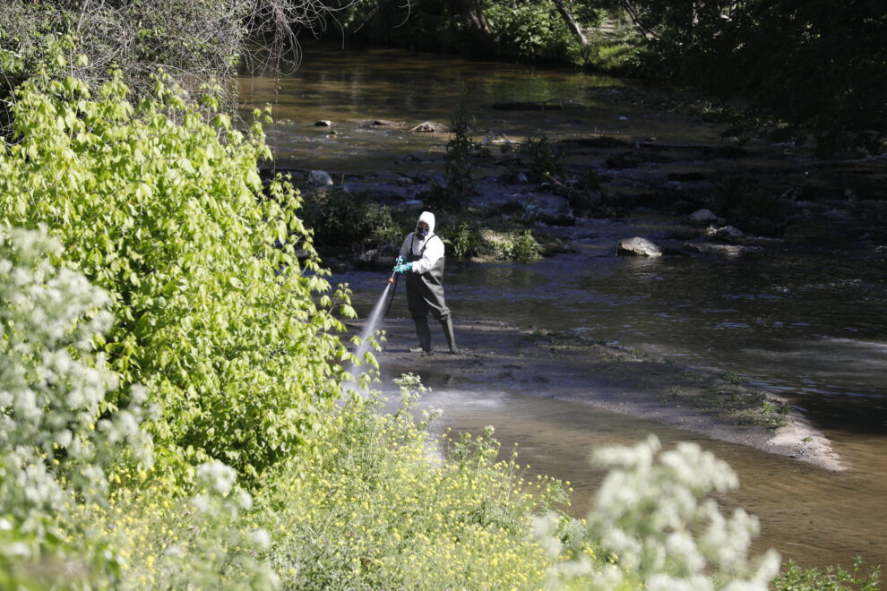 Operarios del Ayuntamiento de Madrid echando larvicida en el río Manzanares para acabar con la plaga de la mosca negra