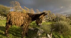 La lucha por la supervivencia del Asno Zamorano-Leonés, en peligro de extinción desde 1987