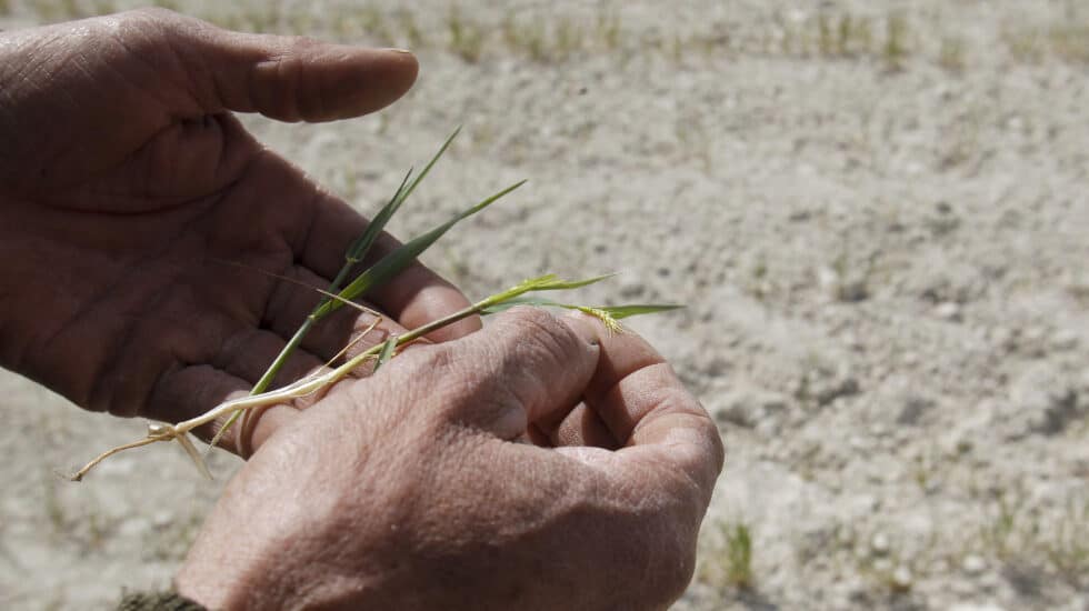Un labrador muestra los efectos devastadores que la sequía y el calor producen sobre su plantación de cereal