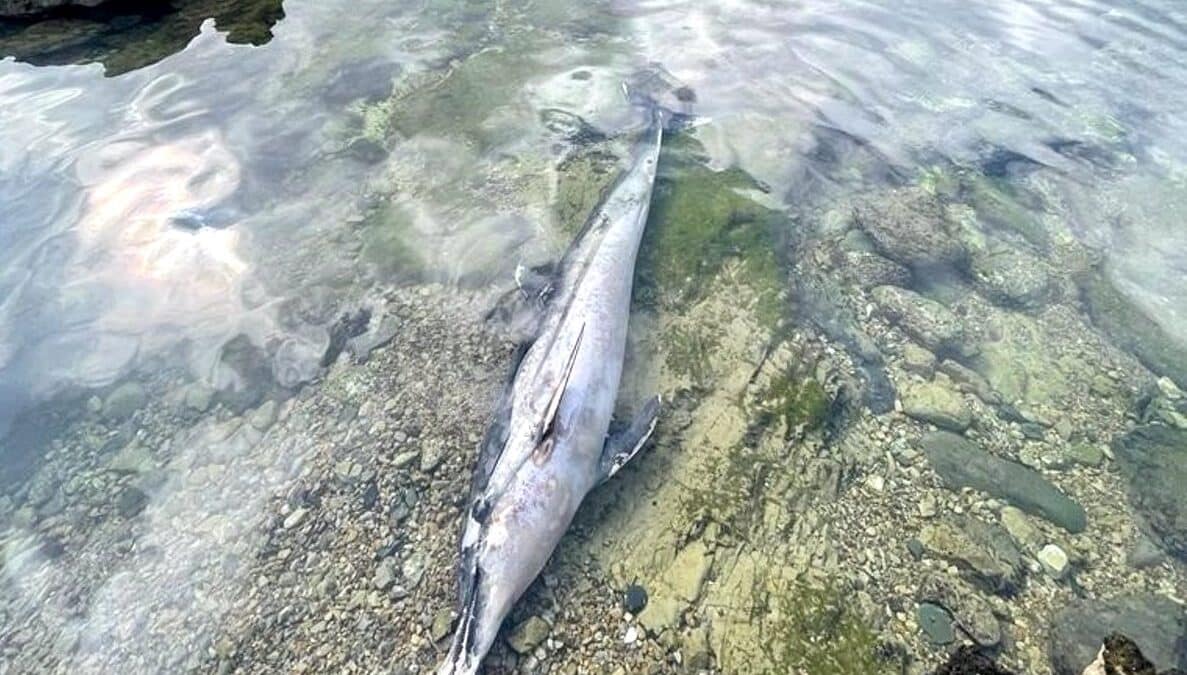 Encuentran un delfín muerto en un pedrero de Gijón