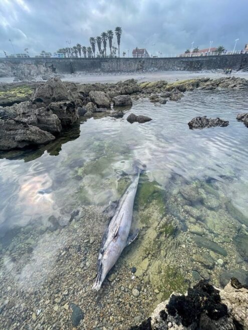 Un ejemplar de delfín listado (Stenella coeruleoalba) ha sido hallado en un pedrero