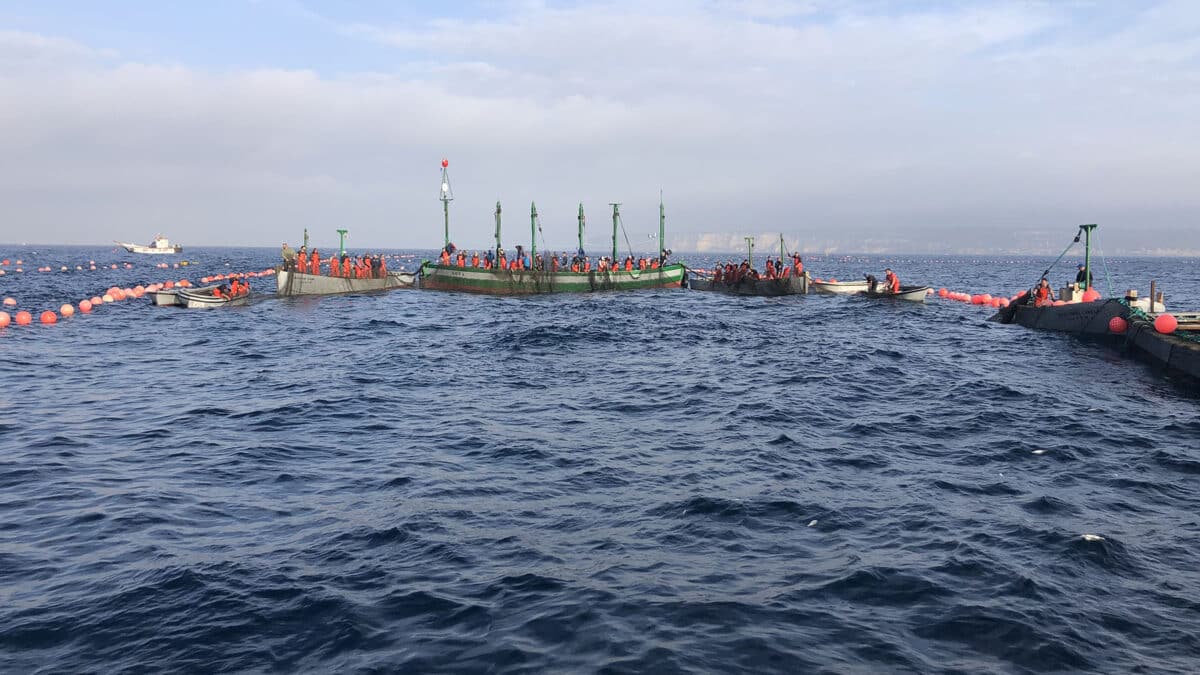 Los barcos en la almadraba de Barbate.