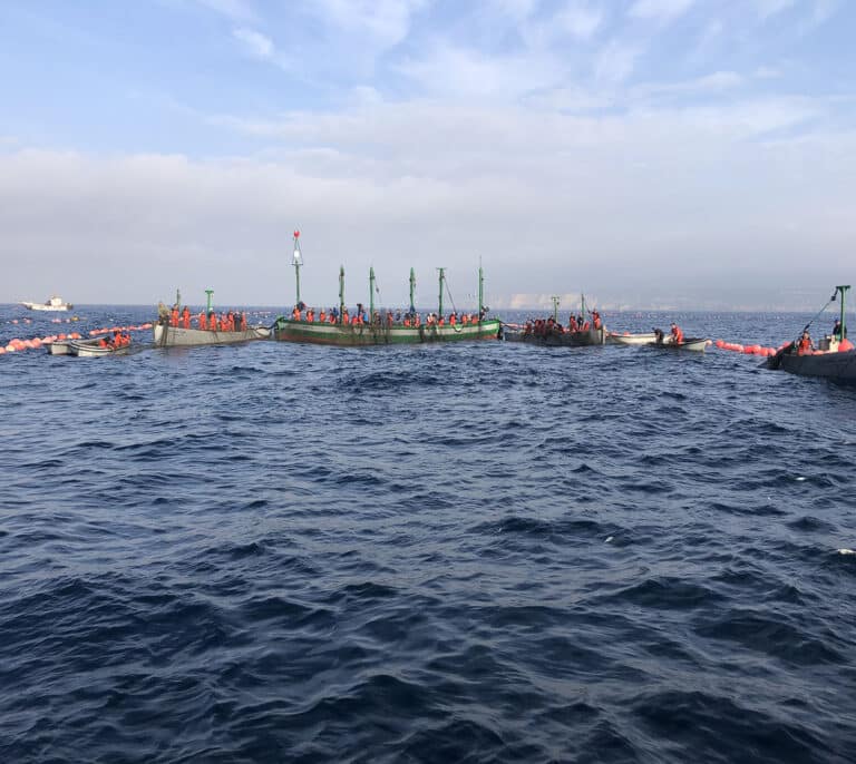 Primera 'levantá' en la almadraba de atún de Barbate