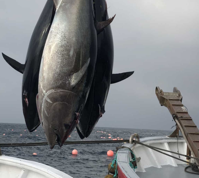 Tarifa y Barbate dan la alerta por el riesgo de la pesca del atún de almadraba: "Sería una hecatombe de dimensiones estratosféricas"