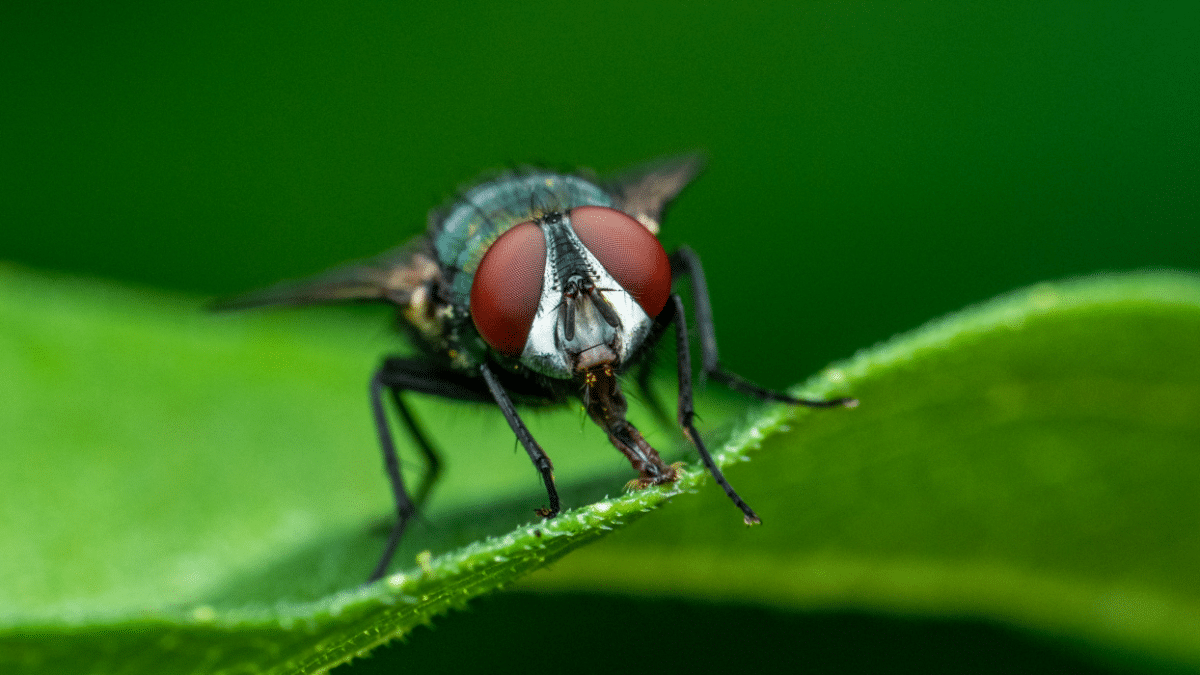 Mosca negra en Madrid sobre una hoja verde