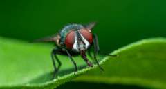 Otra consecuencia más del calor: se adelanta la campaña contra la mosca negra en Madrid