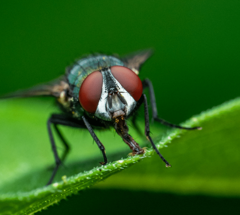 Otra consecuencia más del calor: se adelanta la campaña contra la mosca negra en Madrid