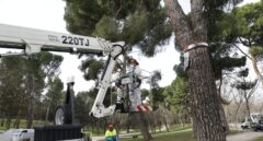 La plaga de procesionaria amenaza a niños y mascotas: "Cada vez es más habitual en las ciudades"