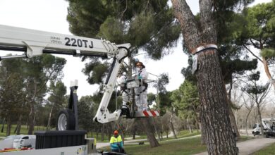 La plaga de procesionaria amenaza a niños y mascotas: "Cada vez es más habitual en las ciudades"