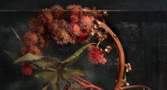 Plantas sumergidas en agua o vistas a través del plástico: así son las nuevas muestras del Real Jardín Botánico