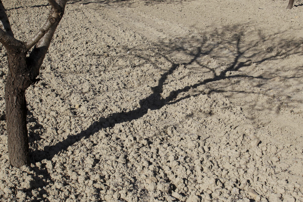 Detalle de la sombra de un almendro sobre el suelo reseco de un campo en el sur de la Comunitat Valenciana