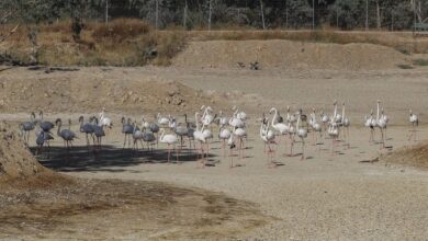 Los diputados alemanes cancelan su viaje a Doñana ante el impacto político de su visita