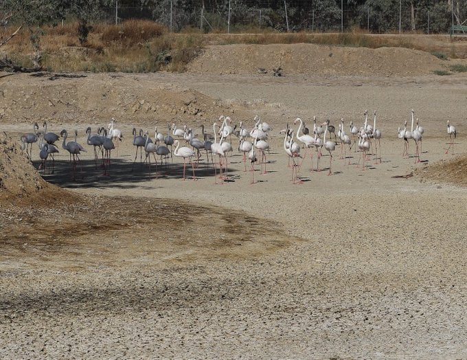 Sequía en Doñana. Un grupo de flamencos camina por una de las lagunas del parque que está completamente seca