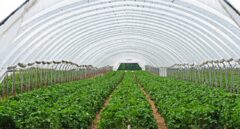 La crisis de los invernaderos europeos empuja el precio de las frutas y hortalizas españolas
