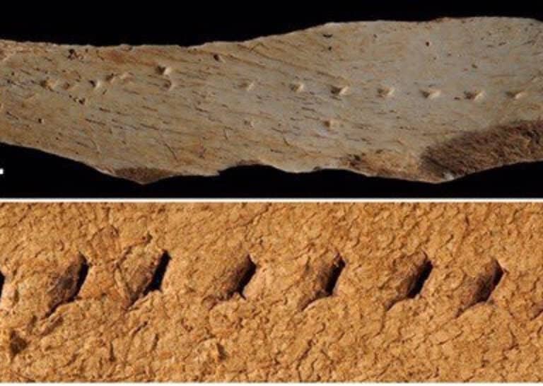 Un hallazgo en la costa catalana revela que los humanos ya cosían su ropa hace 39.000 años