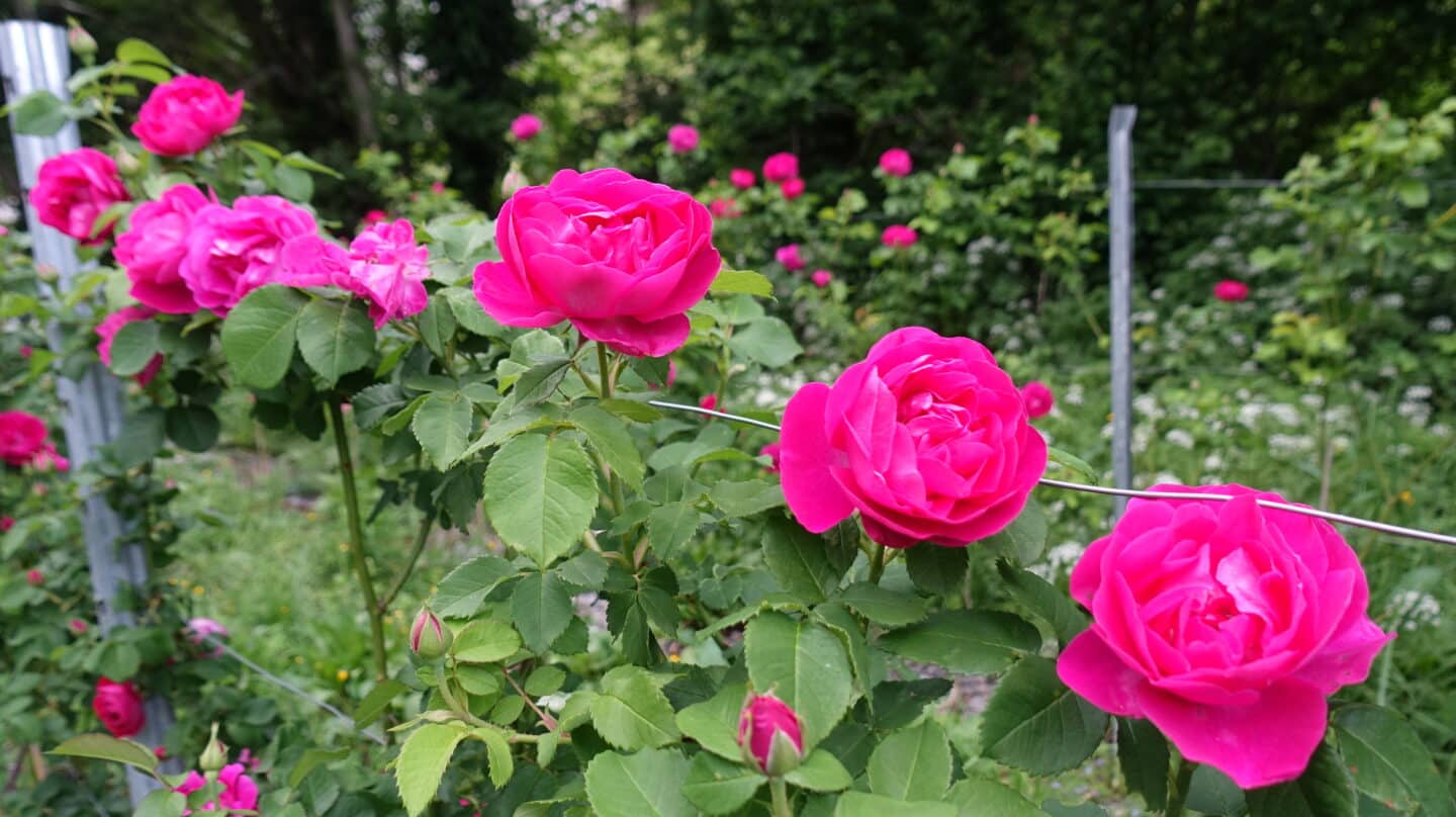 Rosas Narceas