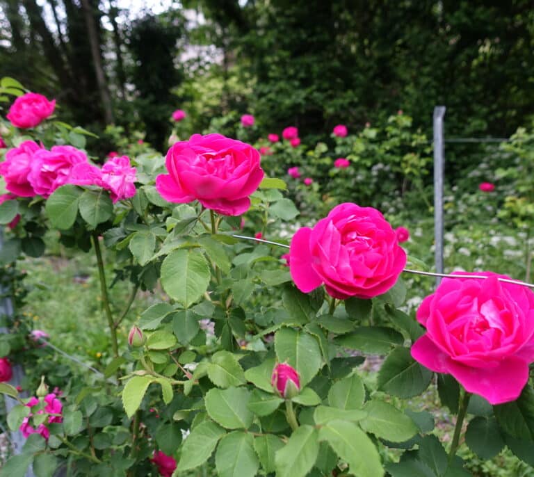 La última rosa de la Asturias minera y despoblada que tiene la llave para fabricar el perfume definitivo