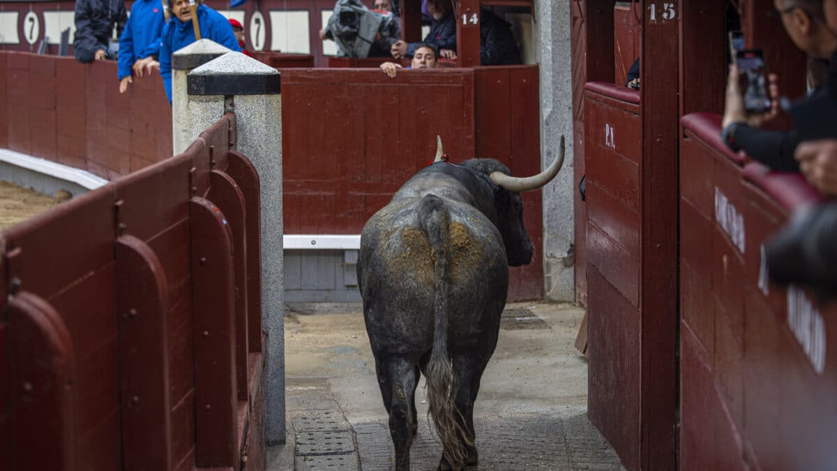 El sexto toro de Adolfo Martín se pasea por el callejón de Las Ventas.