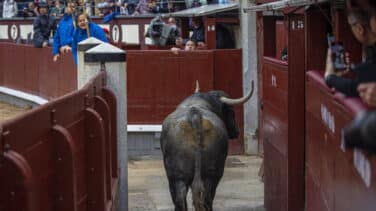 Así saltó al callejón de Las Ventas el sexto toro de Adolfo Martín