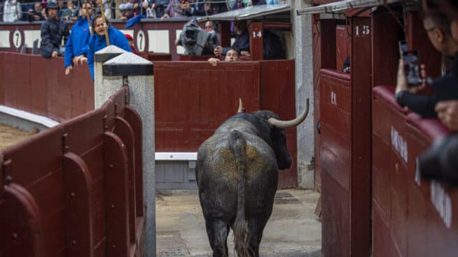 El sexto toro de Adolfo Martín se pasea por el callejón de Las Ventas.