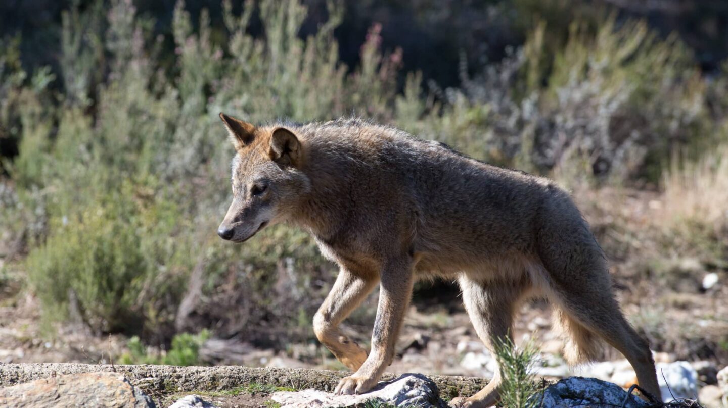 Un lobo ibérico del Centro del Lobo Ibérico en localidad de Robledo de Sanabria, en plena Sierra de la Culebra