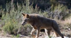 La guerra interminable por el lobo: de la "dejación de funciones" a "la trampa" del Gobierno