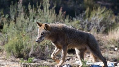 La guerra interminable por el lobo: de la "dejación de funciones" a "la trampa" del Gobierno