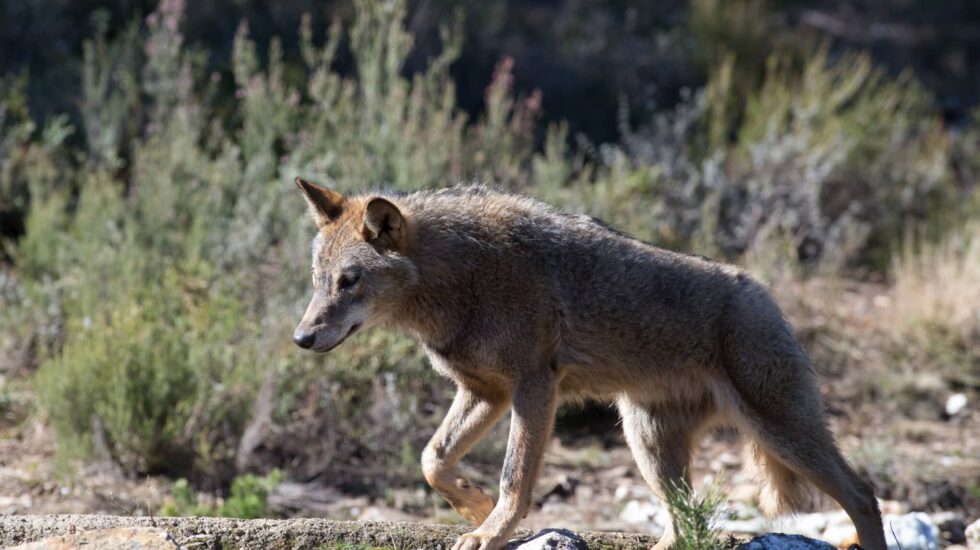 Un lobo ibérico del Centro del Lobo Ibérico en localidad de Robledo de Sanabria, en plena Sierra de la Culebra