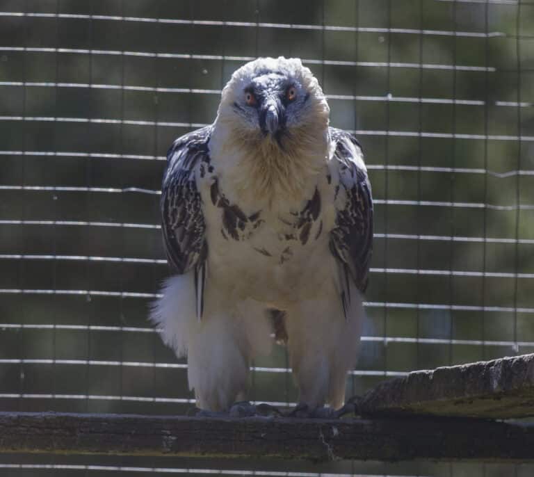 Amaya, el nuevo quebrantahuesos que sobrevolará el Parque de Cazorla, Segura y Las Villas en Jaén